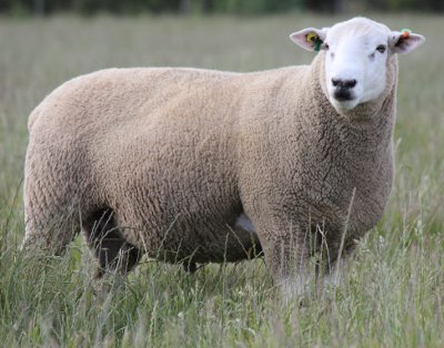 Chromedale Reserve Ram