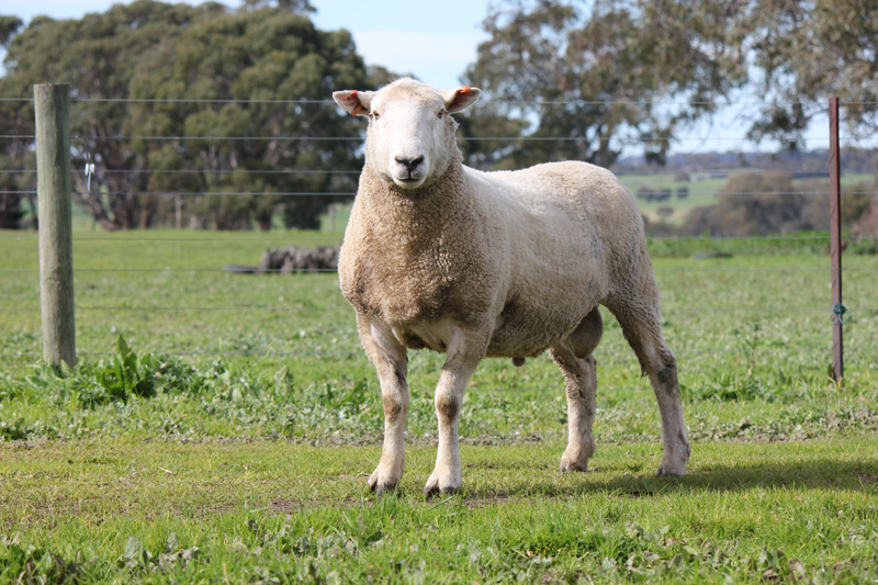 Chrome Coopworth Sheep Genetics