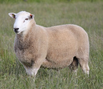 Chrome Pererndale Reserve ram