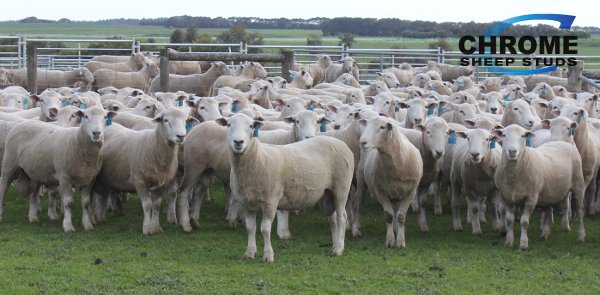 Chromedale 2016 Sale Rams3 web Chrome Chromedale Sale Rams