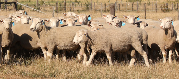 Created with GIMP Chrome Chromedale Sale Rams