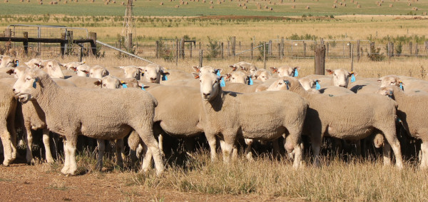 Created with GIMP Chrome Chromedale Sale Rams