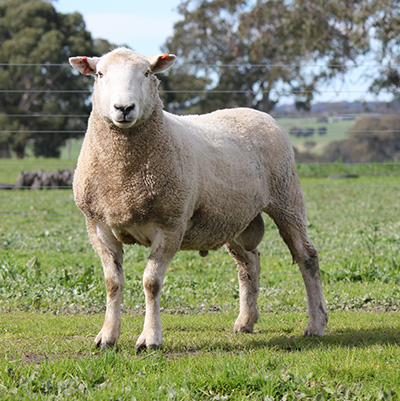 Chrome Coopworth Sheep Genetics