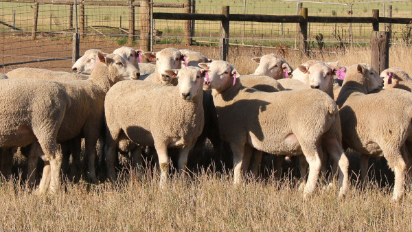 Created with GIMP Chrome Coopworth Sale Rams