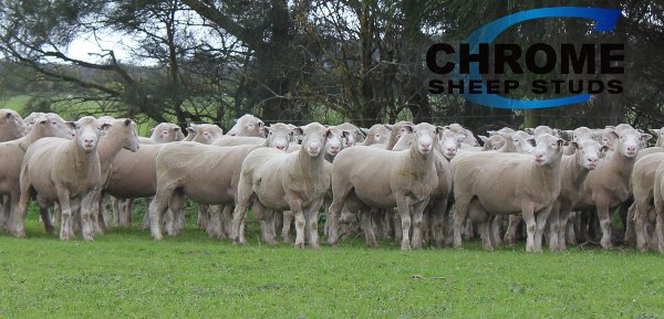 ICON Poll Dorset 2016 Sale Rams2 web Chrome Poll Dorset Sheep Genetics