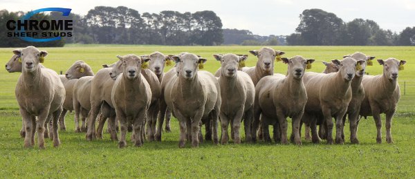 ICON Southie 2016 Sale Rams2 web Chrome ICON Southie Sheep Genetics