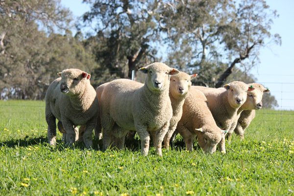 ICON Southie ram lambs