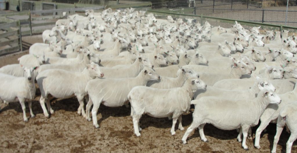 Composite Ewes that reared twins in 2013