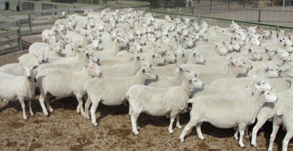 MA composite ewes that reared twins in 2013 web Composite Ewes that reared twins in 2013
