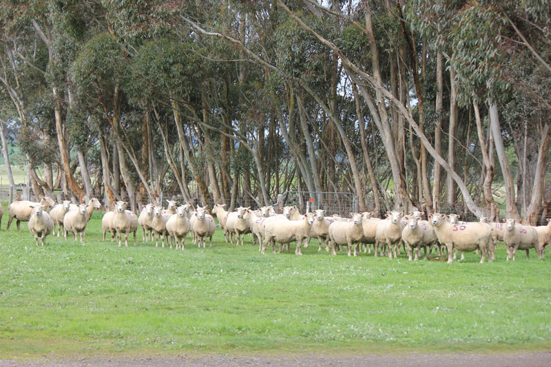 Chrome Sheep Studs