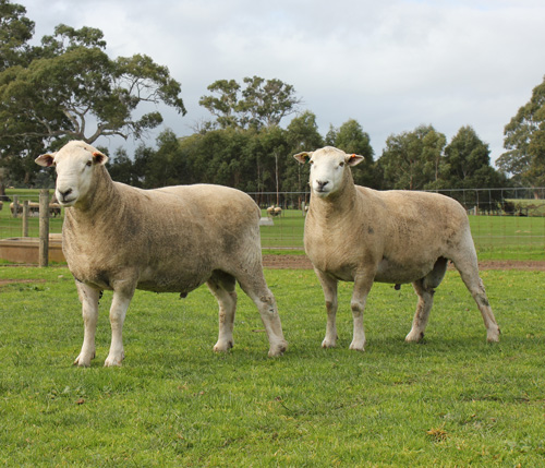 Chrome Maternal Rams