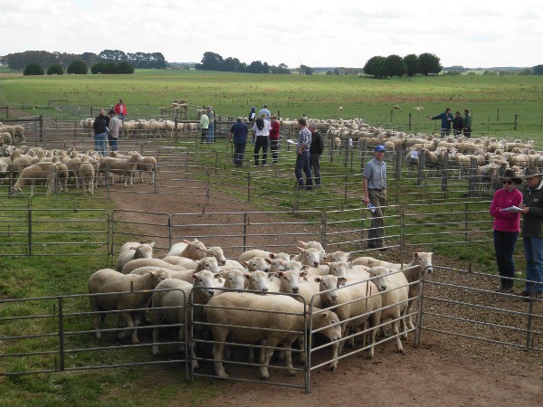Chrome Sheep Studs Open Day