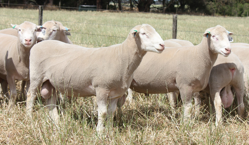 PD Summer Sale Rams scaled