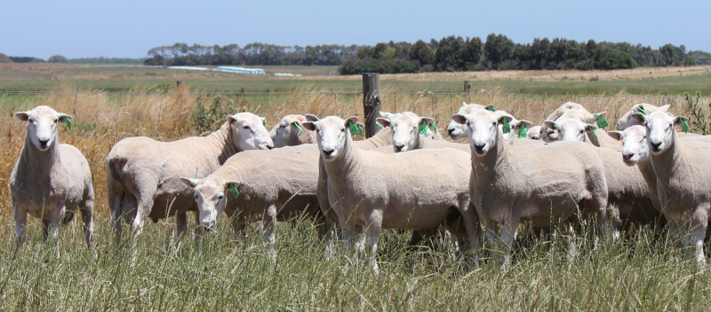 Perendale Jan Sale Rams scaled Perendale Jan Sale Rams scaled