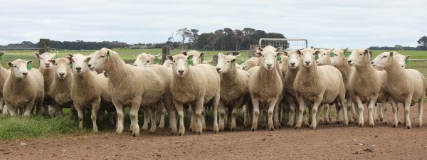 Perendales web Chrome Perendale Sheep Genetics