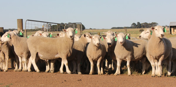 Created with GIMP Chrome Perendale Sale Rams