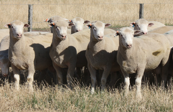Created with GIMP Chrome Poll Dorset Sale Rams