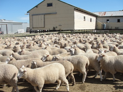 Sale Lambs bred from Chrome Genetics