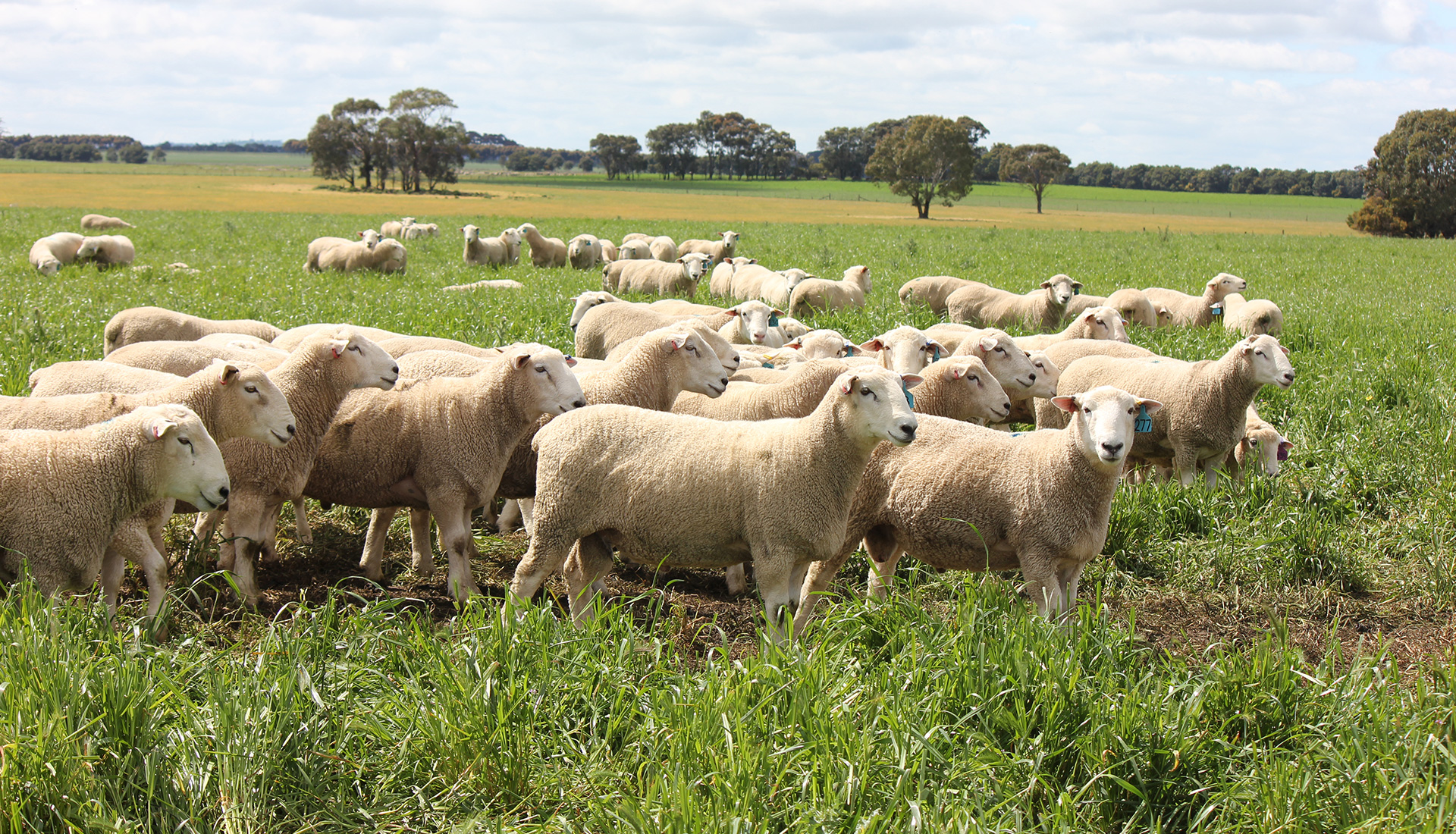 Chrome Sheep Studs