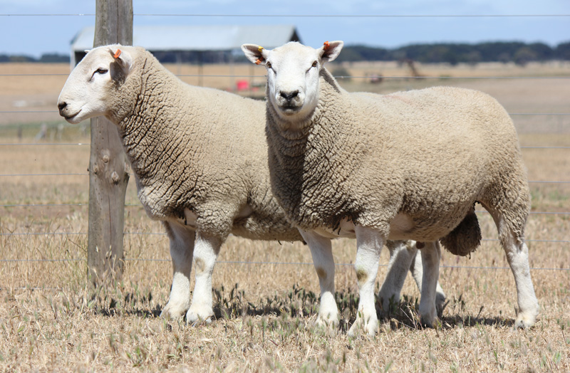 Chrome Perendale Sheep Genetics