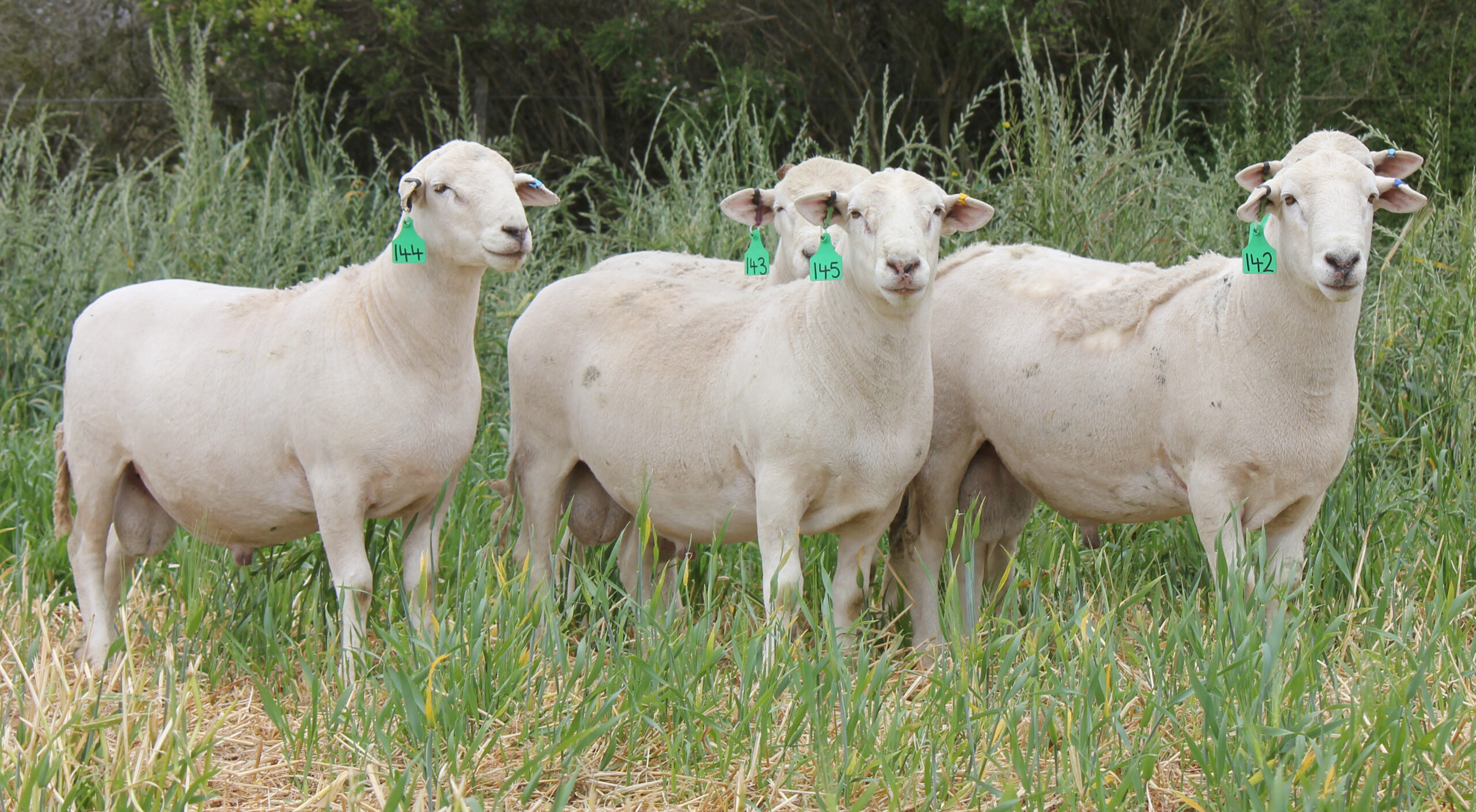 2024 Drop Shedder Sale Rams3