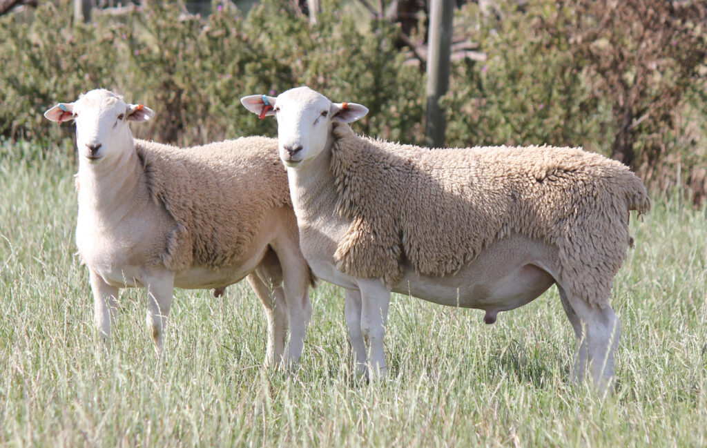 F1 July 2023 Drop Shedding Composite Ram Lambs