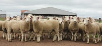 Chrome Coopworth Sheep Genetics